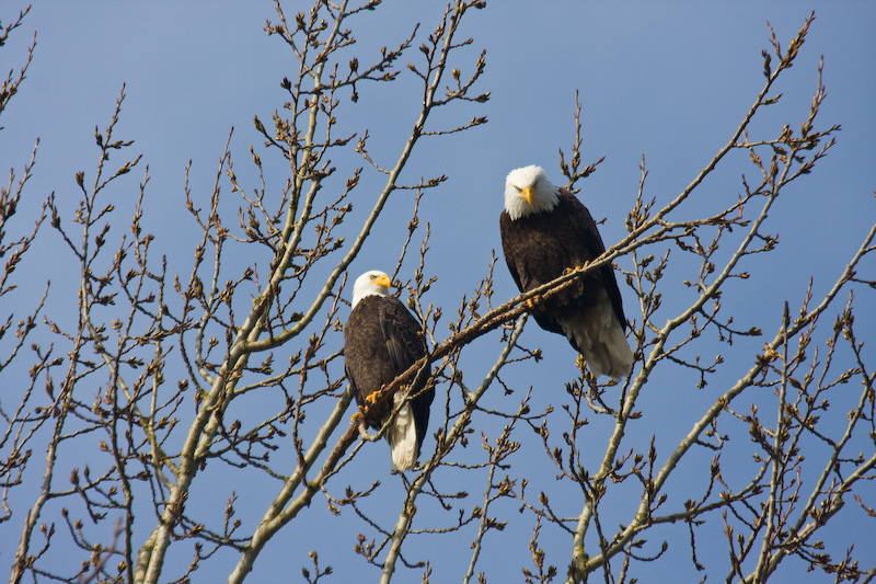 Bald Eagles In Tree